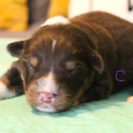 Chip - Red tri-color male Australian Shepherd puppy in Cookeville, Tennessee from Spring Creek Aussies