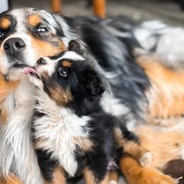 Miniature American Shepherds and Toy Australian Shepherds from Legendmaker MAS