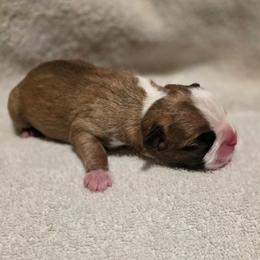 Alpha - Seal brindle and white male Boston Terrier puppy in Kingsport, Tennessee from Irish Heart Bostons