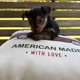 Ruby - Black and tan female Yorkshire Terrier puppy in Jayess, Mississippi from Barbara Clark