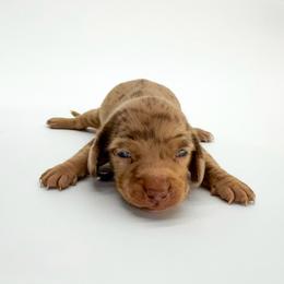 Love - Dapple female Dachshund puppy in Waddell, Arizona from Neu Doxies