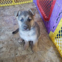 German Shepherd and Golden Retriever Puppies from Farmhouse Friends