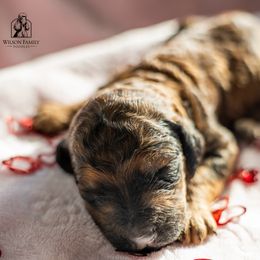 Poodle Puppies from Wilson Family Poodles