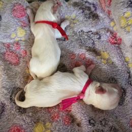 Girl 1 (TBA) - Cream female Chihuahua puppy in Jacksonville, Florida from Precious Paws of Florida - Chihuahuas
