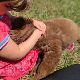 Newfoundland Puppies from Vermillion Newfoundlands