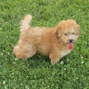 Curly - Merle male Whoodle puppy in West Bend, Iowa from Blue Skies Terriers