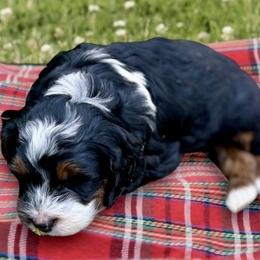 Gibbs - Black white and tan male Cockapoo puppy in Marietta, South Carolina from River Falls Cockapoos