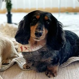 Anatolian Shepherd Dogs and Dachshunds from Sarah Zwiefel