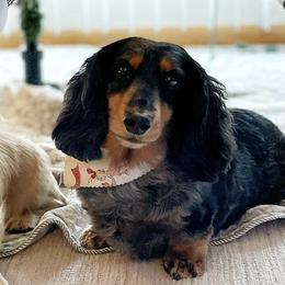 Anatolian Shepherd Dogs and Dachshunds from Sarah Zwiefel