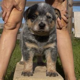 Gator - Blue speckled male Australian Cattle Dog puppy in Chiefland, Florida from Turquoise Ranch