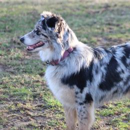 Abby - Australian Shepherd