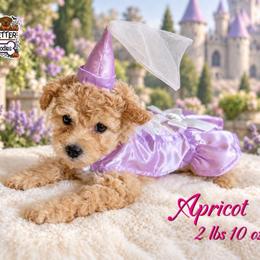 Sansa - Cream female Goldendoodle puppy in Rockledge, Florida from Bellady's Shihpoos