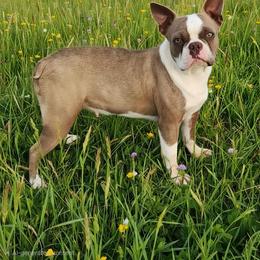Ryssa - Boston Terrier