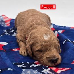 Randall - Red  male Goldendoodle puppy in Neillsville, Wisconsin from Granton Creek