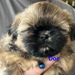 Doc - Chocolate and tan male Shih Tzu puppy in Bloomfield, Indiana from Meihem Pups