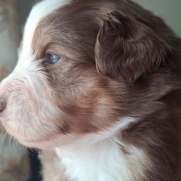 Emma - Red tri female Miniature Australian Shepherd puppy in Copperas Cove, Texas from Aussies Acre