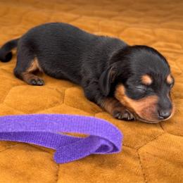 Clover - Black and tan female Dachshund puppy in Fayetteville, Arkansas from Natural State Dachshunds