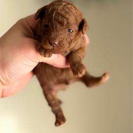 Red jr - Red  male Poodle puppy in Lancaster, California from Fancy Red Poodles