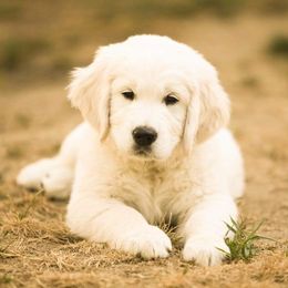 Golden Retriever Puppies from Dewbury Dream Goldens