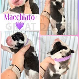 Macchiato - Harlequin female Great Dane puppy in Sac City, Iowa from Northern Great Danes of Colorado & Iowa