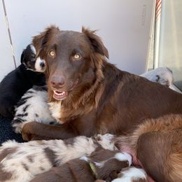 Australian Shepherd Puppies from Kent island Aussies