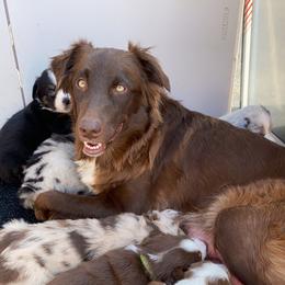 Australian Shepherd Puppies from Kent island Aussies