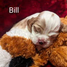 Bill - Red and white Cocker Spaniel puppy in Stillwater, Oklahoma from CZ's K-9s