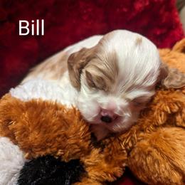 Bill - Red and white Cocker Spaniel puppy in Stillwater, Oklahoma from CZ's K-9s