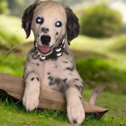 Astro - White and black male Dalmatian puppy in Toledo, Ohio from Exquisite Dalmatians & Standard Poodles