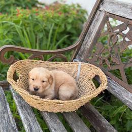 Gray collar - Light golden male Golden Retriever puppy in Monroe, Tennessee from Golden Girls Furever Friends