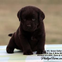 Brim Boy 1 - Chocolate male Labrador Retriever puppy in Point, Texas from Lakylu Kennels