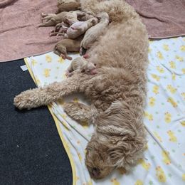 Goldendoodle Puppies from Rocks & Roses Doodles