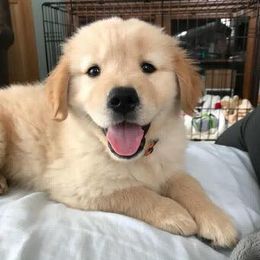 Golden Retrievers from Rocking O Alpacas and Golden Retrievers