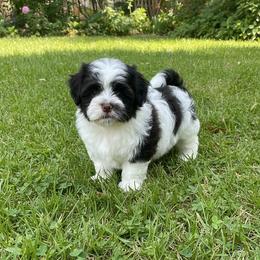 JOLLY - Chocolate male Havanese puppy in Summerfield, Florida from Honor Havanese