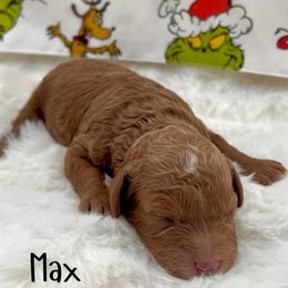 Max - Red male Cavapoo puppy in Utah County, Utah from Cascade Springs Doodles
