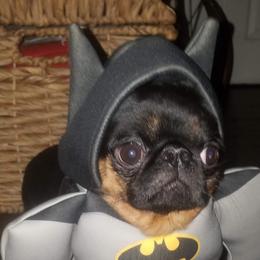 Brussels Griffons and Cane Corso from Icon Cane Corso