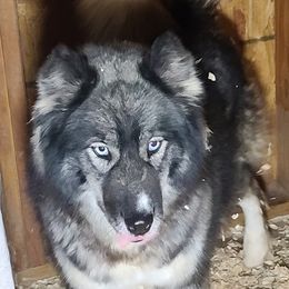 Lexie - Siberian Husky