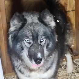Lexie - Siberian Husky