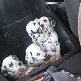 Yellow collar - White and black female Dalmatian puppy in New York from Drake's Dalmatians