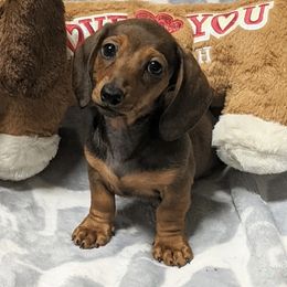 Roxy - Sable female Dachshund puppy in Brooksville, Florida from Ween Acres