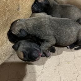 Bullmastiff Puppies from Curnwood’s Bullmastiff’s