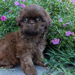 Poppy - Liver female Shih Tzu puppy in West Pawlet, Vermont from Morgan's Shih Tzus