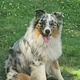 Ripp - Australian Shepherd