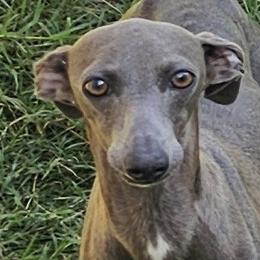 Rose - Italian Greyhound