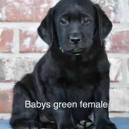Girl 2 - Black female Labrador Retriever puppy in Mississippi from Sure Shot English Labs