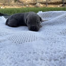 Boots - Gray female Cane Corso puppy in Utah from 3Lake Kennelz