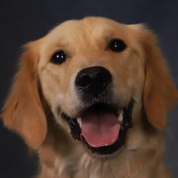 Ava - Golden Retriever