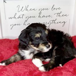 Cascade - Black and white female Sheepadoodle puppy in Roseburg, Oregon from Sharon’s Sheepadoodle’s