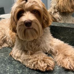 Halo - Australian Labradoodle