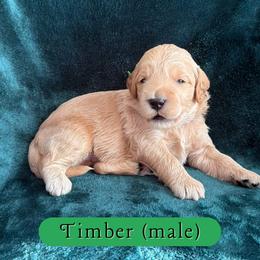 Timber - Cream male Goldendoodle puppy in Port Charlotte, Florida from Lover Dover Doodles